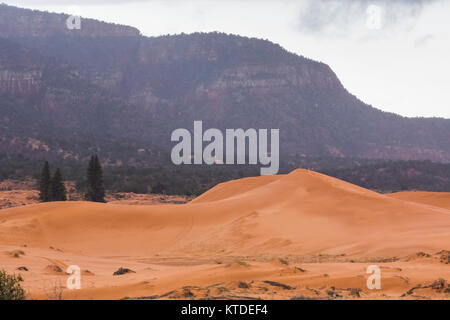 Matin ciel couvert à Coral Pink Sand Dunes State Park, Utah, USA Banque D'Images