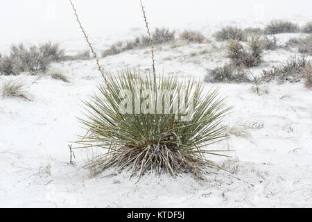 Yucca Yucca angustissima, Kanab var. kanabensis, dans la neige en Coral Pink Sand Dunes State Park, Utah, USA Banque D'Images