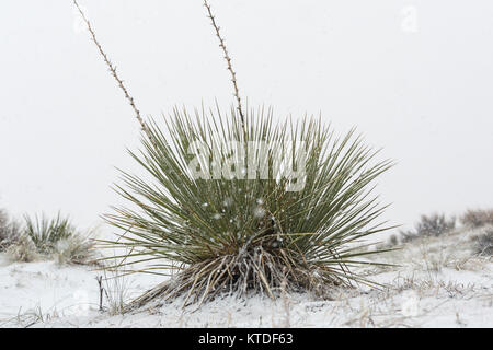 Yucca Yucca angustissima, Kanab var. kanabensis, dans la neige en Coral Pink Sand Dunes State Park, Utah, USA Banque D'Images