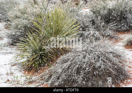 Yucca Yucca angustissima, Kanab var. kanabensis, dans la neige en Coral Pink Sand Dunes State Park, Utah, USA Banque D'Images