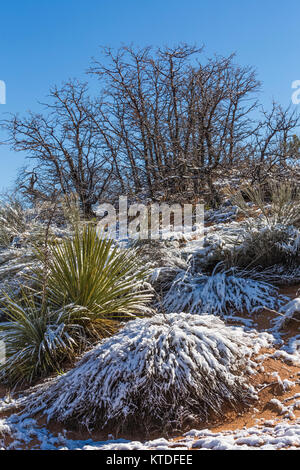 Paysage de dunes végétalisées après une chute de neige de printemps à Coral Pink Sand Dunes State Park, Utah, USA Banque D'Images