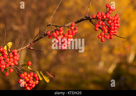 Rowan Tree berries, Vesteralen, Nordland, Norvège Banque D'Images