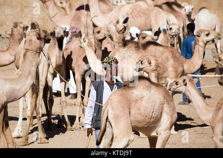 Keren Camel Market dans la région d'Anseba en Érythrée. Banque D'Images