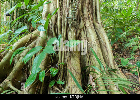 Appuyer sur la racine d'un arbre dans une forêt d'îles d'Andaman Banque D'Images