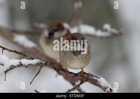 Moineau domestique Passer domesticus dans arbre couvert de neige. Îles britanniques Banque D'Images