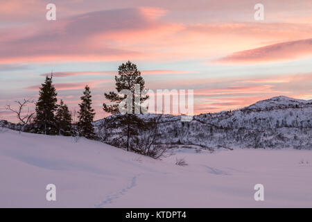 Les morceaux d'un fox menant à certains arbres de l'épinette dans paysage d'hiver avec la neige et beau lever de soleil, en Norvège, Setesdal Banque D'Images