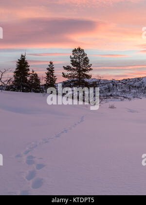 Les morceaux d'un fox menant à certains arbres de l'épinette dans paysage d'hiver avec la neige et beau lever de soleil, en Norvège, Setesdal Banque D'Images