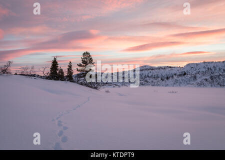 Les morceaux d'un fox menant à certains arbres de l'épinette dans paysage d'hiver avec la neige et beau lever de soleil, en Norvège, Setesdal Banque D'Images