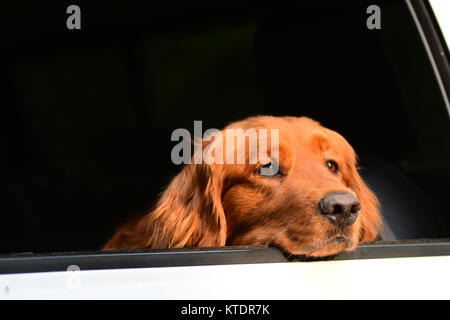 Un Golden Retriever en regardant par la fenêtre d'un véhicule blanc dans les Adirondacks, NY USA Banque D'Images