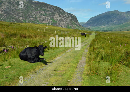 Vache dans la vallée entre Glyderau Tryfan et Betws-Y-coed, vallée de Conwy, Snowdonia, Pays de Galles, Royaume-Uni Banque D'Images