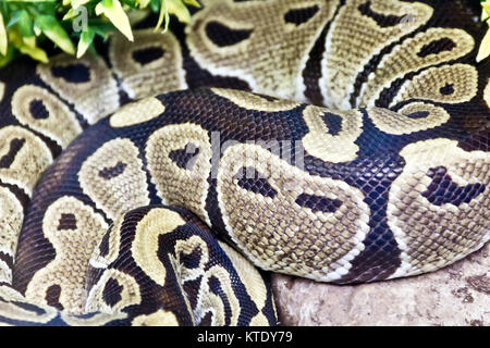 Photo de vrai boa serpent python peau close up Banque D'Images