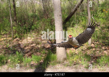 Red-Bellied pic en vol. Banque D'Images