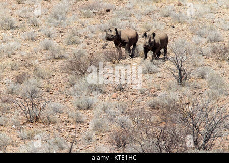 Le rhinocéros noir ou un crochet-lipped rhinoceros (Diceros bicornis) à l'Huab sous toile, Damaraland, Namibie, Afrique Banque D'Images
