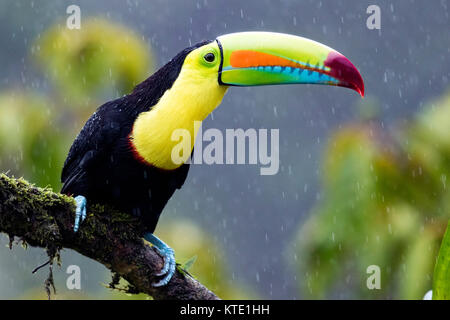 Keel-billed Toucan dans une douche à effet pluie - La Laguna del Lagarto Lodge - Boca Tapada, San Carlos, Costa Rica Banque D'Images