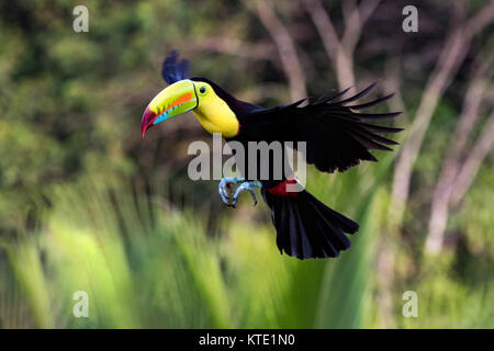 Toucan à carène en vol - La Laguna del Lagarto Lodge - Boca Tapada, San Carlos, Costa Rica Banque D'Images