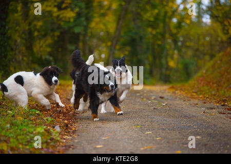 Bouvier Bernois chien labrador landseer Banque D'Images