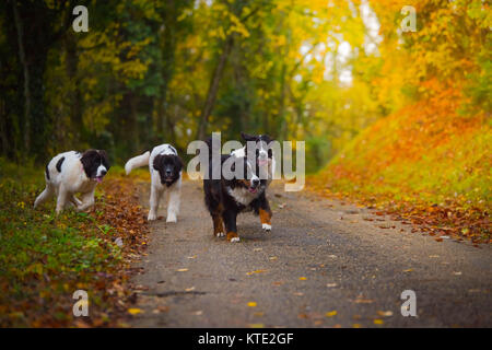 Bouvier Bernois chien labrador landseer Banque D'Images