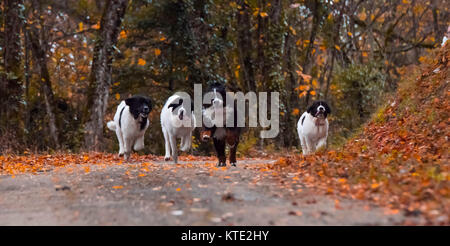 Bouvier Bernois chien labrador landseer Banque D'Images