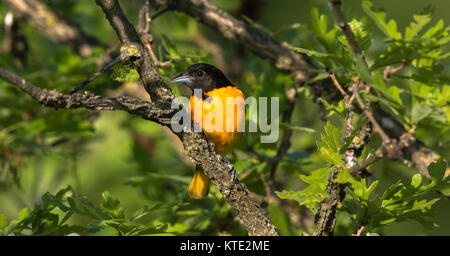 L'oriole de Baltimore mâles perchés dans un Burr oak Banque D'Images