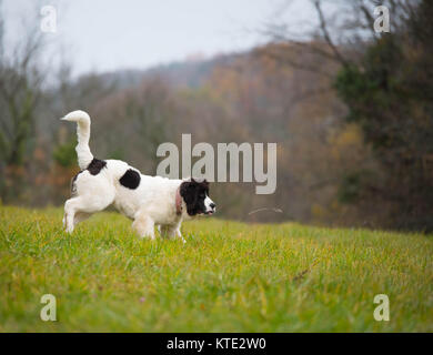 Bouvier Bernois chien labrador landseer Banque D'Images