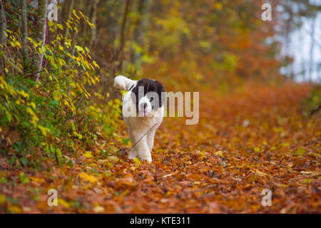 Bouvier Bernois chien labrador landseer Banque D'Images