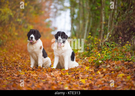 Bouvier Bernois chien labrador landseer Banque D'Images