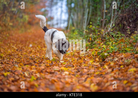 Bouvier Bernois chien labrador landseer Banque D'Images