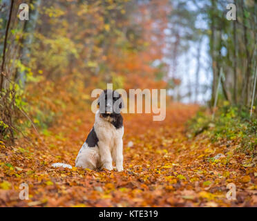 Bouvier Bernois chien labrador landseer Banque D'Images