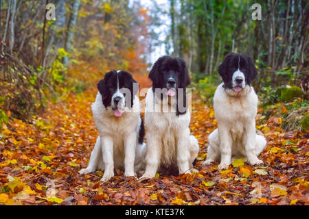 Bouvier Bernois chien labrador landseer Banque D'Images