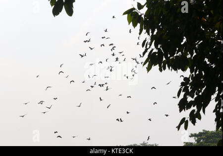 Un troupeau d'oiseaux migrateurs à l'Université de Jahangirnagar quelque 32 kilomètres de Dhaka. Banque D'Images