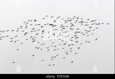 Un troupeau d'oiseaux migrateurs à l'Université de Jahangirnagar quelque 32 kilomètres de Dhaka. Banque D'Images