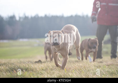 American Pit Bull Terriers course et le Banque D'Images