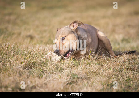 Bull-terrier américain de mine allongée sur un pré et un os à mâcher Banque D'Images