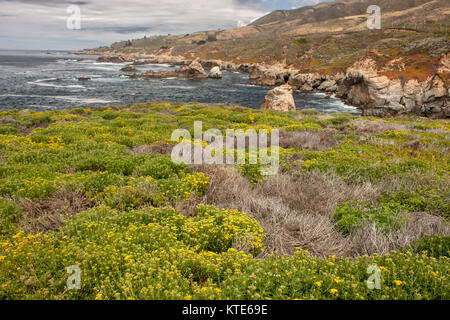 Carmel city beach et dunes couvertes de fleurs au printemps, California, USA Banque D'Images