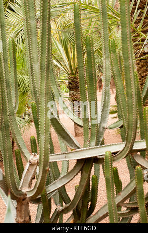 Cactus dans le Jardin Majorelle, Yves Saint-Laurent, aujourd'hui jardin collection, Marrakech, Maroc Banque D'Images