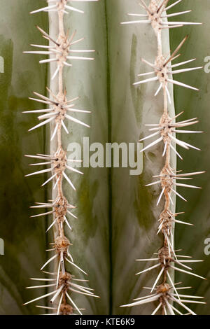 Close up cactus dans le Jardin Majorelle, Yves Saint-Laurent, aujourd'hui jardin collection, Marrakech, Maroc. Banque D'Images