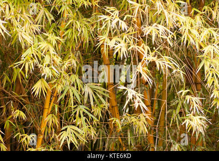 Bambou ornemental dans le Jardin Majorelle, Yves Saint-Laurent, aujourd'hui jardin collection, Marrakech, Maroc. Banque D'Images