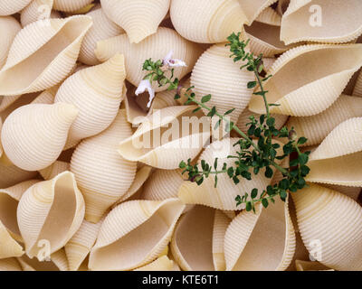 Close up de coquilles de pâtes et brin de tyme avec le temps des fleurs Banque D'Images