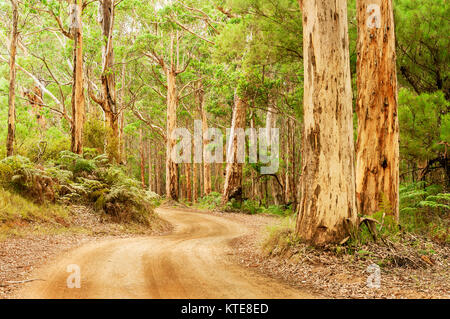 Route de gravier par Karri Forest à West Cape Howe National Park. Banque D'Images