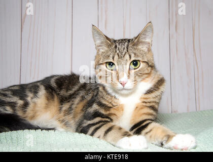 Portrait d'un chat tigré portant sur une couverture verte à la visionneuse à l'air songeur, brown wood wall background with copy space Banque D'Images