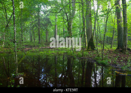 Midi d'été en peuplement feuillu humide avec de l'eau stagnante en premier plan, la forêt de Bialowieza, Pologne, Europe Banque D'Images