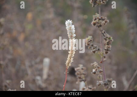 Flora plante dans la forêt . Banque D'Images