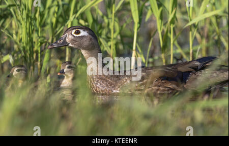 Canard branchu - Poule et canetons dans le nord du Wisconsin Banque D'Images