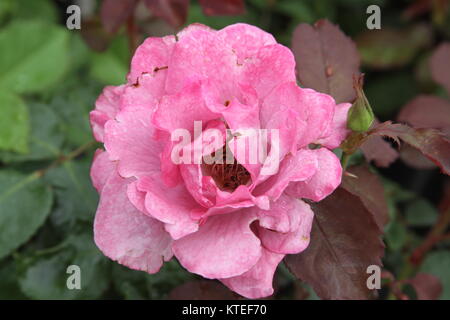 Knockout rose rose avec des gouttes d'eau Banque D'Images