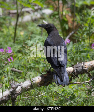 Grand corbeau dans le Parc National de Yellowstone Banque D'Images