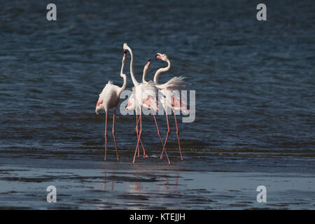 Un groupe d'une plus grande tête de flamants de pavillon à la Lagune de Walvis Bay, en Namibie Banque D'Images