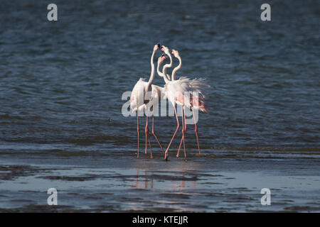 Un groupe d'une plus grande tête de flamants de pavillon à la Lagune de Walvis Bay, en Namibie Banque D'Images