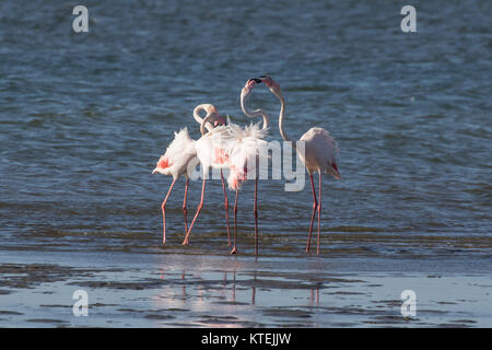 Un groupe d'une plus grande tête de flamants de pavillon à la Lagune de Walvis Bay, en Namibie Banque D'Images