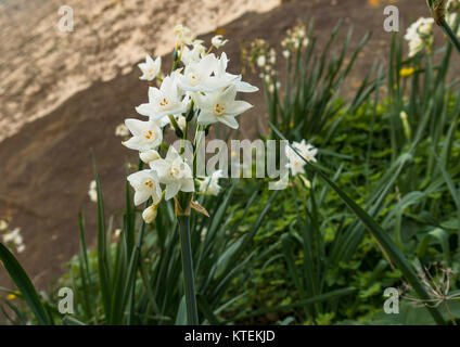 Le blanc du papier, la jonquille, Narcissus papyraceus paperwhite, poussant dans les montagnes d'Andalousie, Espagne Banque D'Images