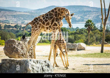 Famille girafe sur une promenade dans le désert Banque D'Images